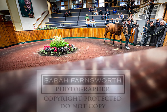 Goffs UK Premier Yearling Sale 2023-428