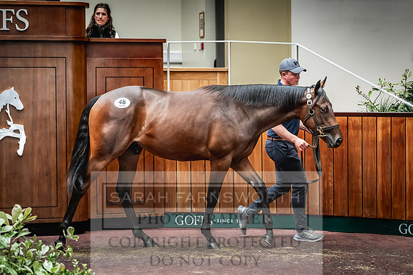 Goffs UK Premier Yearling Sale 2023-152