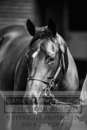 Goffs UK Premier Yearling Sale 2023-377