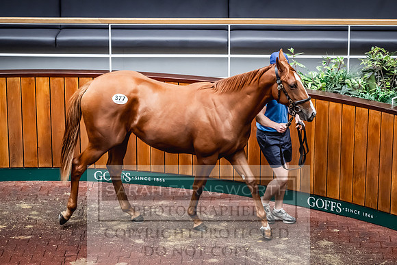 Goffs UK Premier Yearling Sale 2023-492