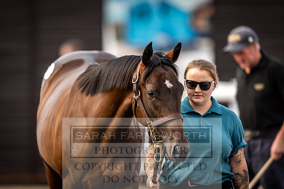 Goffs UK Premier Yearling Sale 2023-265