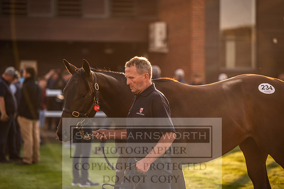 Goffs UK Premier Yearling Sale 2023-320
