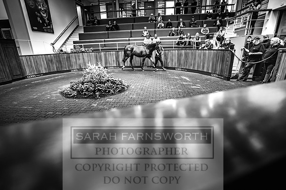 Goffs UK Premier Yearling Sale 2023-426