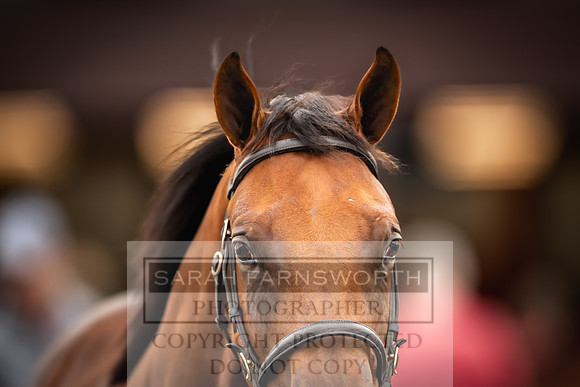 Goffs UK Premier Yearling Sale 2023-122