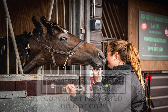 Goffs UK Premier Yearling Sale 2023-2