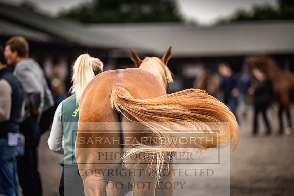 Goffs UK Premier Yearling Sale 2023-45