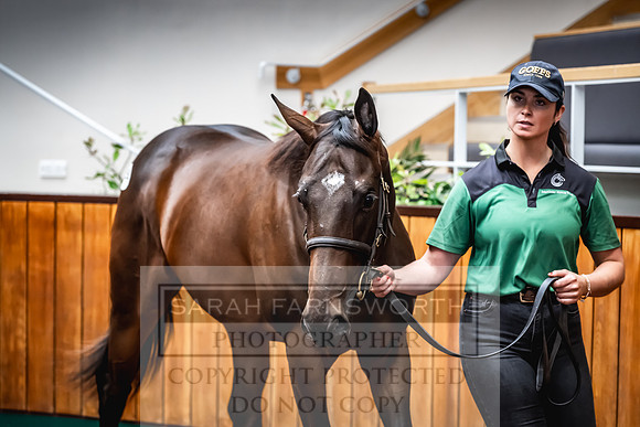 Goffs UK Premier Yearling Sale 2023-477