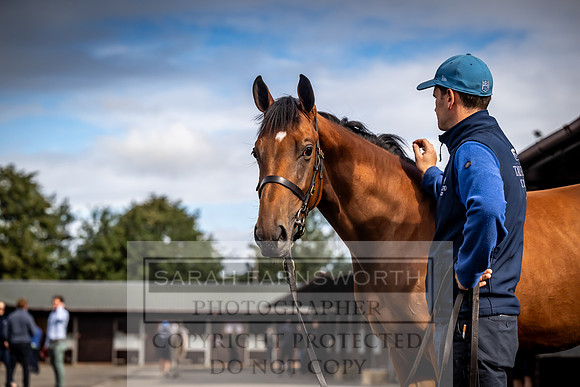 Goffs UK Premier Yearling Sale 2023-344