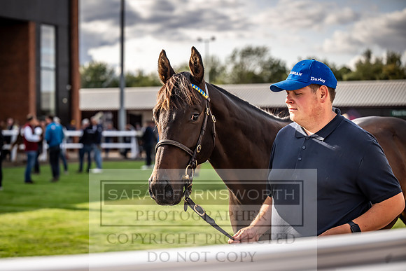 Goffs UK Premier Yearling Sale 2023-519