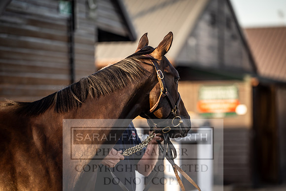 Goffs UK Premier Yearling Sale 2023-312