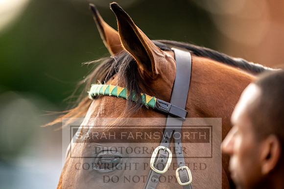Goffs UK Premier Yearling Sale 2023-280