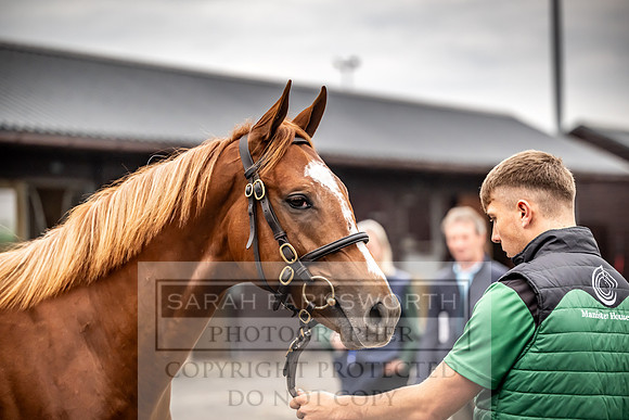 Goffs UK Premier Yearling Sale 2023-36