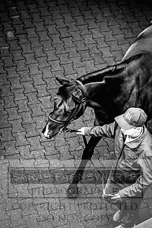 Goffs UK Premier Yearling Sale 2023-395