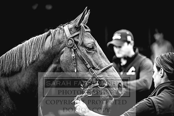 Goffs UK Premier Yearling Sale 2023-28