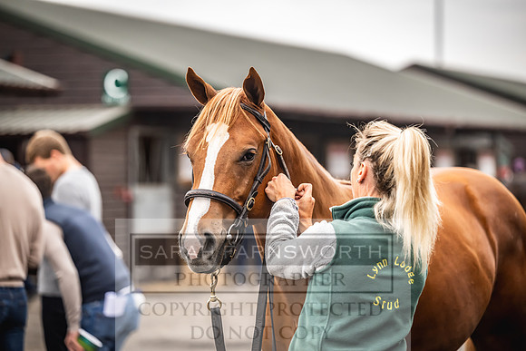 Goffs UK Premier Yearling Sale 2023-44
