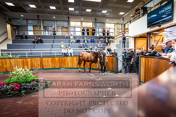 Goffs UK Premier Yearling Sale 2023-425