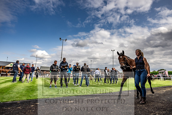 Goffs UK Premier Yearling Sale 2023-244
