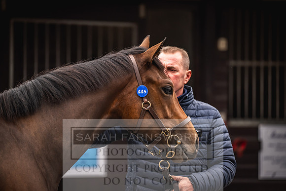 Goffs UK Premier Yearling Sale 2023-4