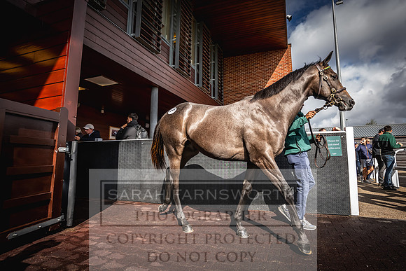 Goffs UK Premier Yearling Sale 2023-414