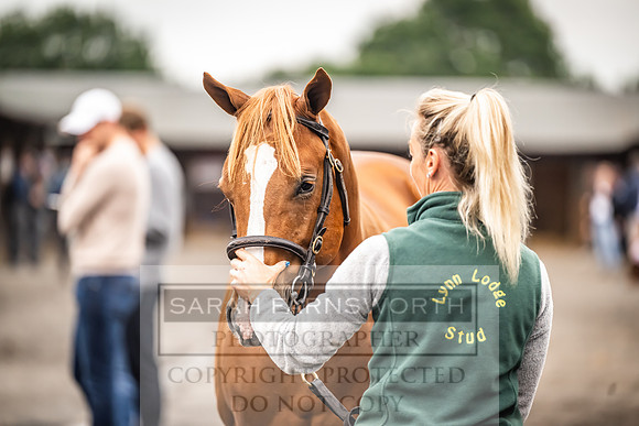 Goffs UK Premier Yearling Sale 2023-48