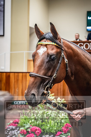 Goffs UK Premier Yearling Sale 2023-233