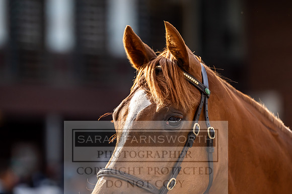 Goffs UK Premier Yearling Sale 2023-526