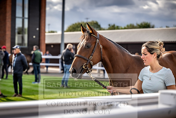 Goffs UK Premier Yearling Sale 2023-512