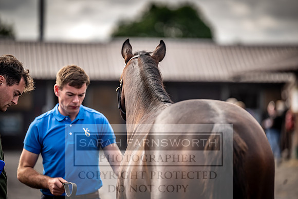 Goffs UK Premier Yearling Sale 2023-371