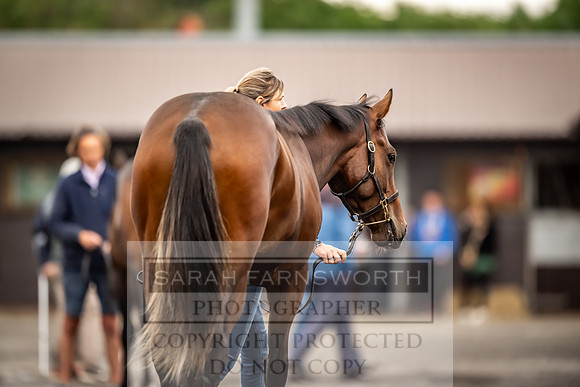 Goffs UK Premier Yearling Sale 2023-105