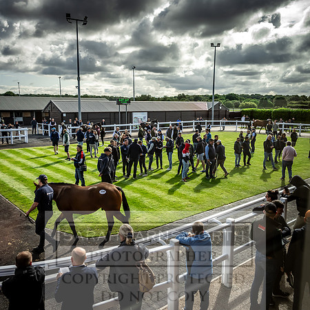 Goffs UK Premier Yearling Sale 2023-401