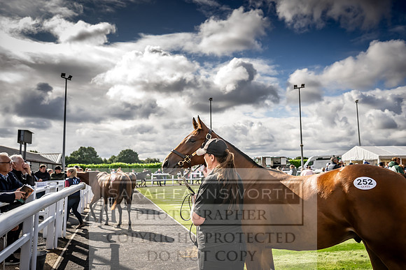 Goffs UK Premier Yearling Sale 2023-405