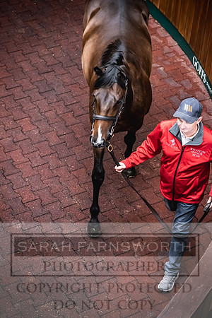 Goffs UK Premier Yearling Sale 2023-393
