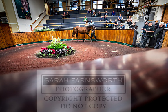 Goffs UK Premier Yearling Sale 2023-427