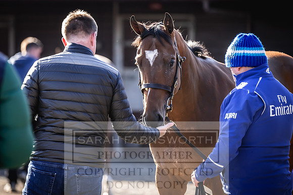 Goffs Breeze Up 2023-2