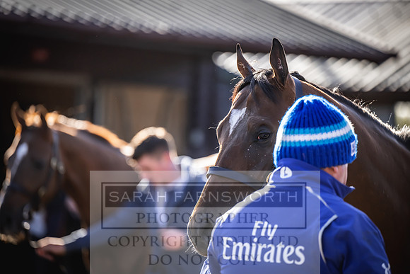 Goffs Breeze Up 2023-3