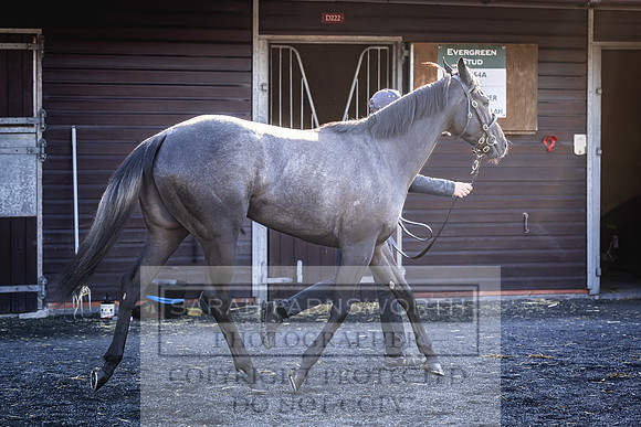 Goffs Breeze Up 2023-19