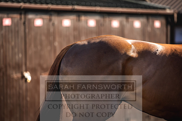 Goffs Breeze Up 2023-8