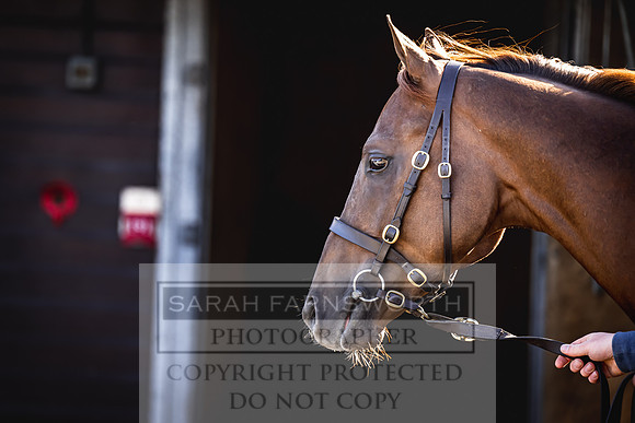 Goffs Breeze Up 2023-6