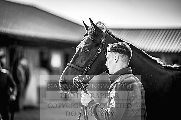 Goffs Breeze Up 2023-20