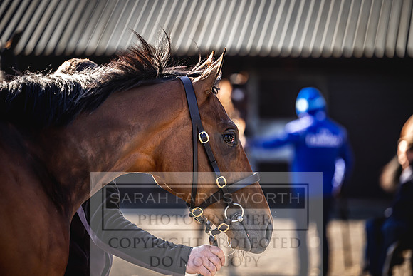 Goffs Breeze Up 2023-16
