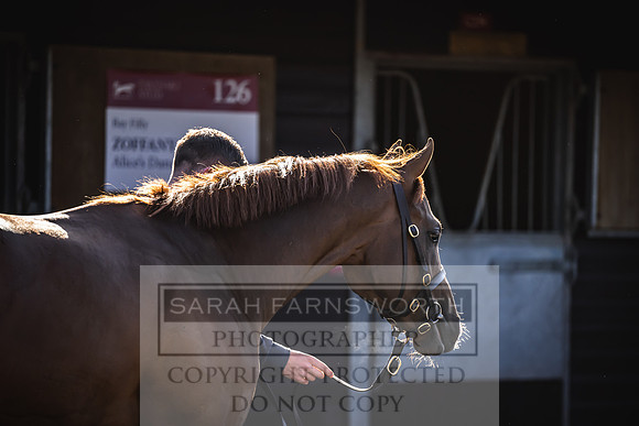 Goffs Breeze Up 2023-10