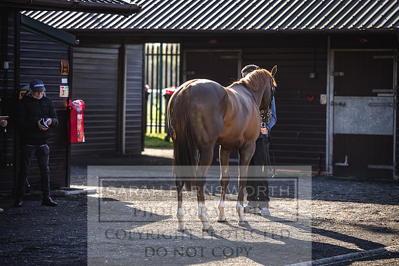 Goffs Breeze Up 2023-11