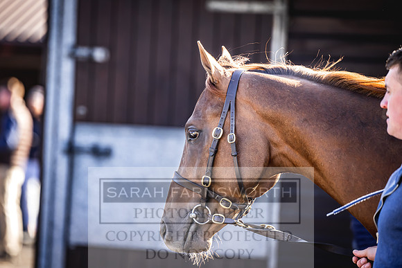 Goffs Breeze Up 2023-7