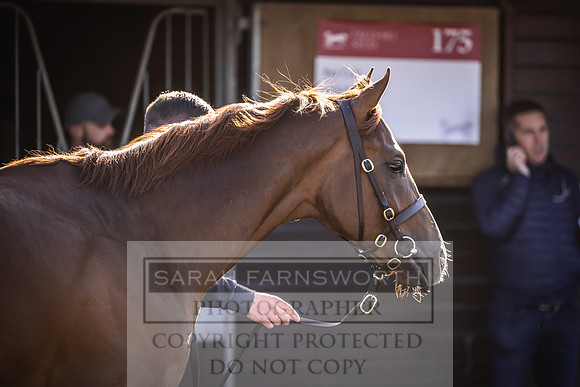 Goffs Breeze Up 2023-9