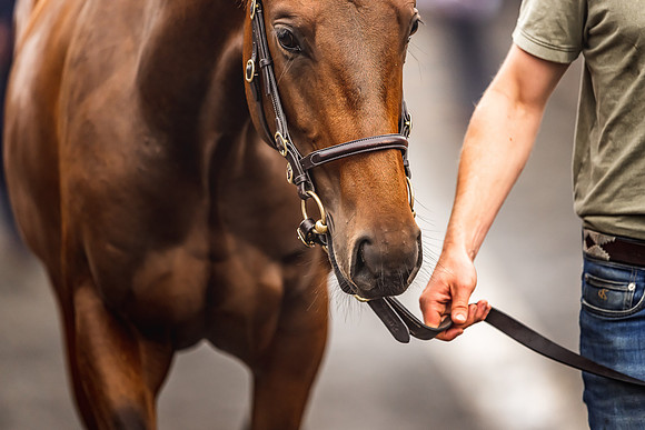 Goffs Premier Yearling Sale 2022-130