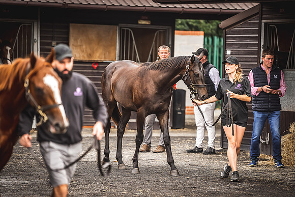 Goffs Premier Yearling Sale 2022-23
