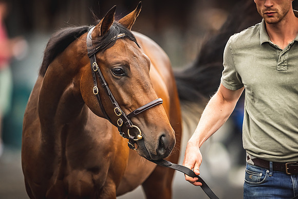 Goffs Premier Yearling Sale 2022-123
