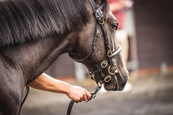 Goffs Premier Yearling Sale 2022-25