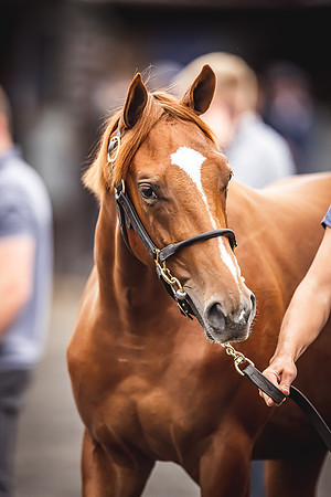 Goffs Premier Yearling Sale 2022-114