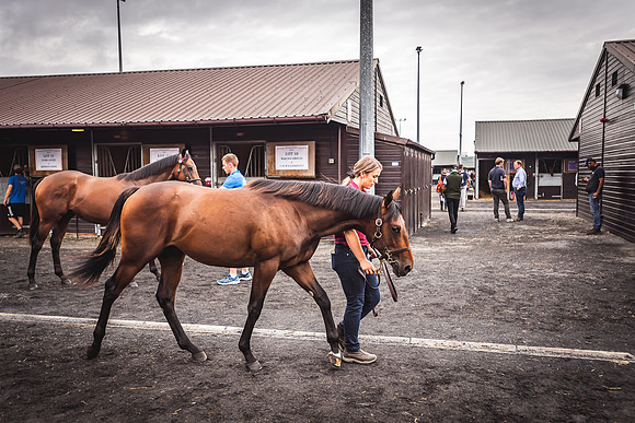 Goffs Premier Yearling Sale 2022-29